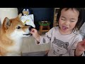 ２歳娘と柴犬が八百屋さんごっこするとワンコ蕎麦状態になる｜犬と子供のvlog