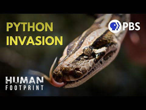 What kind of effect did Burmese pythons have on the Everglades?