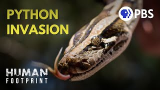 Giant Pythons Have Overrun Florida. Here’s Why.
