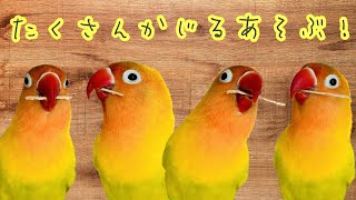 【ボタンインコ】木をかじるために生まれた