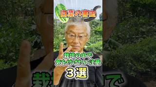 家庭菜園や農園の白菜栽培で害虫対策の秘訣！害虫対策で気を付けるポイント3選と白菜の育て方！【農家直伝】#shorts