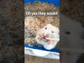 TikTok Trend Hamster Edition! - Things Hamsters Hate! - Unsafe Pet Products 🐹😳⚠️