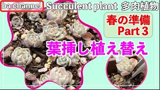 298{多肉植物}春の準備Part３🦋葉挿し苗の植え替え Succulent