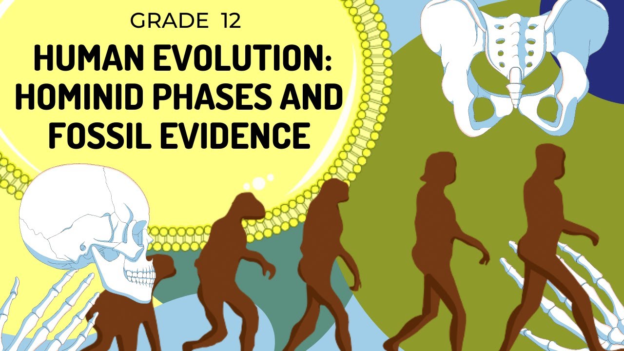 Hominids Evolution Timeline