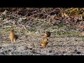 cirl buntings feeding station devon