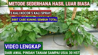 METODE SEDERHANA HASIL LUAR BIASA !! BIBIT YANG KUNIING BISA TUMBUH NORMAL