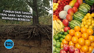 Kenapa Rasa dan Warna Buah Berbeda Beda, Padahal Tumbuh dari Tanah yang Sama?