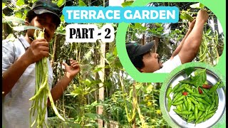 വളം ചെയ്യൽ, പരിചരണം, വിളവെടുപ്പ്|TERRACE GARDEN TIPS MALAYALAM|ടെറസിൽ ഗ്രോബാഗിലെ കൃഷിയുടെ-PART-02