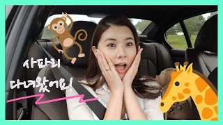 [VLOG] 사파리 나들이 - 코앞에서 본 신기한 동물들