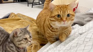 ぎんちゃんの前を素通りすることは許されないぽちゃくん【猫の鳴き声】