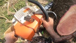 Cưa cây xà cừ bằng stihl ms 660