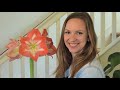 How to Rebloom Amaryllis Bulbs // Northlawn Flower Farm