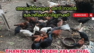 അടയിരിക്കുന്ന തനി നാടൻ കോഴി വളർത്തൽ | Nadan kozhi valarthal malayalam kerala