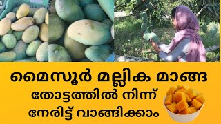 മല്ലിക മാങ്ങ | MYSORE MALLIKA MANGO FARM | MALLIKA  MANGO | MANGO TREE |മാങ്ങ തോട്ടം MALAYALAM