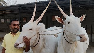 Wonderful and famous hallikar bulls of Sri Indresh Bandi at Kanakapura ❤️‼️