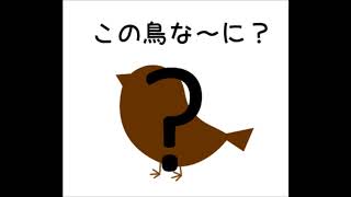 このゲーム音みたいな鳴き声の鳥何ですか？