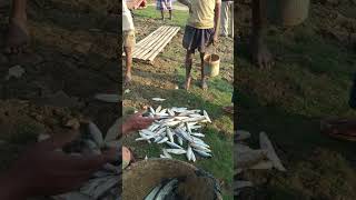 হাওরের তাজা বোয়াল  #fishing #কুলাউড়া #fish #nature #feriwala #হাকালুকি #travel #মাছের নিলাম #হাওর