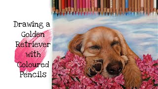 Drawing a Golden Retriever with Coloured Pencils | Pet art | 강아지 그리기 | Drawing a dog