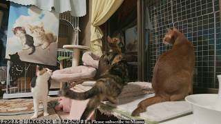 2018.7.22 猫日記   Cats ＆ Kittens room 【Miaou みゃう】