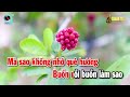 karaoke nỗi buồn mẹ tôi tone nữ nhạc sống dễ hát nhất 2024 thanh hải