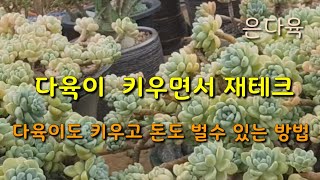 다육이 키우면서 돈도 벌수 있는 확실한 재테크 방법