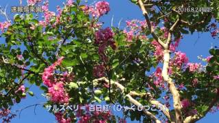 2016.8.24撮影　今日の偕楽園（茨城県立歴史館のハスとサルスベリ）