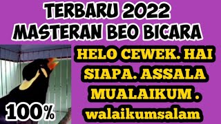 masteran burung beo bicara walaikumsalam