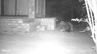 Camera trap footage of porcupine (Hystrix africaeaustralis) in South Africa