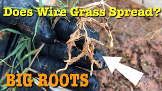 Does Bermuda Grass Spread From Mowing? AKA - WIRE GRASS