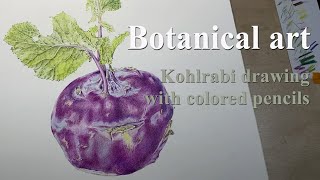 kohlrabi drawing with colored pencils/botanical art