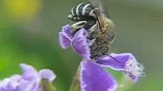 Australian blue banded bees