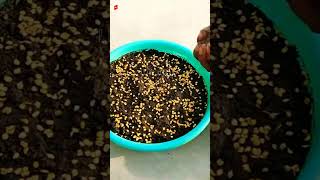 How to grow green chilli plants || #shorts