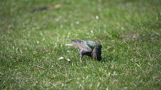 A Starling finds some grub in Eastleigh Town Center, Hampshire