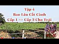 #Vườn nho đỏ tròn : Bao lâu cắt cành Cấp 1 để cho ra Cấp 2 ( CÓ TRÁI) .