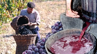 The vintners. Making homemade wine with ancestral techniques for family consumption