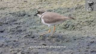 FOOT TREMBLING feeding behaviour LITTLE RINGED PLOVER