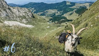 Mit vier Ziegen durch die magische Bergwelt des Naturpark Gantrisch wandern | Ziegen-Vlog #6