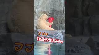 フブキスタイルでパフォーマンス♡男鹿水族館GAOのホッキョクグマ·ᴥ·フブキ　#Shorts