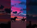 ride your horse through this magical sunset #equestrian #horse #shorts #summer #sunset