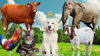 Sounds of Wildlife and Familiar Animals Dog, Cat, Cow,  Goat, Chick, Elephant - Animal Videos