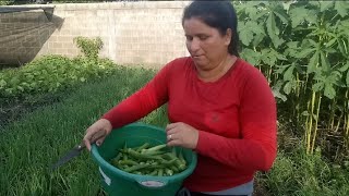 COLHENDO QUIABO E TEMPERO VERDE EM MINHA HORTA! - Hortaliças Azeredo