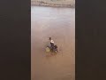 It’s not easy to cross the river.  Arbore tribe #omovalley #ethiopia #cows