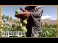 Afghan farmers growing poppies to survive | Al Jazeera English