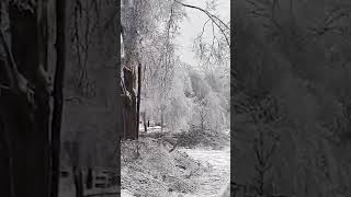 Winter storm causes rare tree damage across Franklin neighborhood