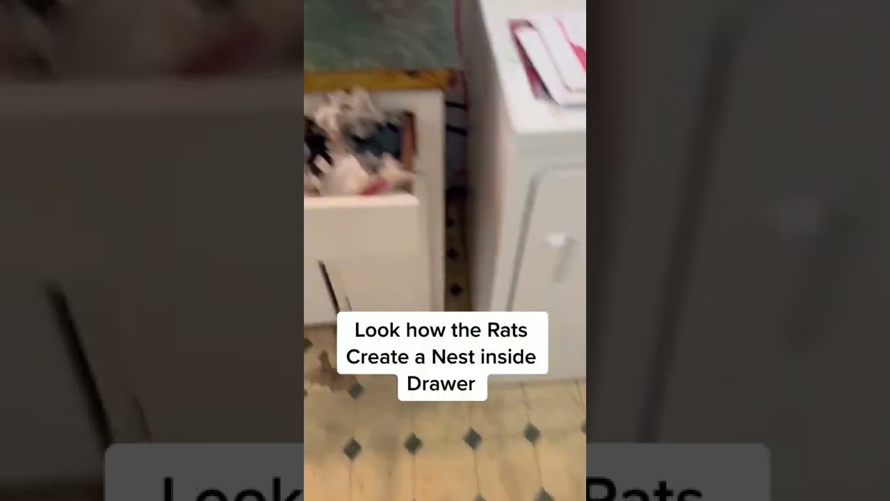 Rat Infestation Taking Over A Kitchen Housepetscare