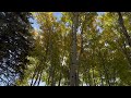 the brilliant yellow hue of birch trees illuminated by the morning sun during the fall crazy horse