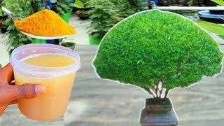 सूखी तुलसी हो जायेगी घनी और हरी - भरी || Tulsi Plant CareTips