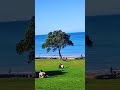 takapuna beech auckland newzealand nature