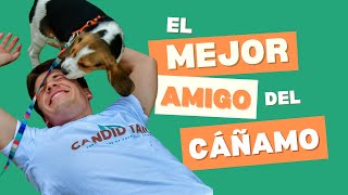 CBD para Mascotas: Todo lo que Necesitas Saber | The Pot Cast Ep. 8 con Candid Tails