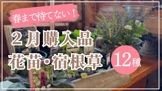 《今植えたい！春に楽しむ花苗／２月購入品》宿根草／暑さに弱い宿根草対策／キンポウゲ科／オージープランツ／失敗した宿根草も再チャレンジ！